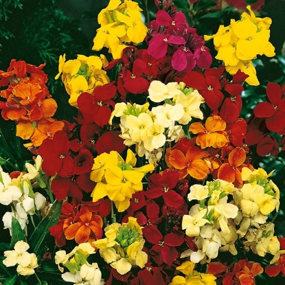 Picture of Wallflower - Crown Single Mixed